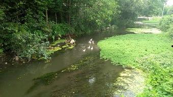 河 在线观看,探寻生命之源的壮丽画卷