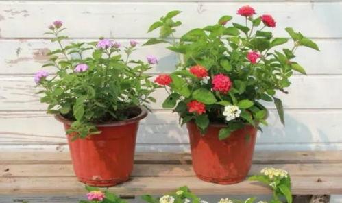 济南摩友爆料事件视频最新,真相与争议交织的骑行安全风波 第2张 济南摩友爆料事件视频最新,真相与争议交织的骑行安全风波 第2张