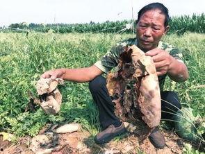 陇西网红吃瓜事件,一场网络舆论的风暴与反思 第2张 陇西网红吃瓜事件,一场网络舆论的风暴与反思 第2张